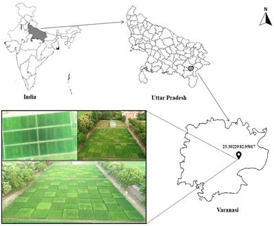 Impact of different farming scenarios on key soil sustainability indicators driving soil carbon and system productivity of rice-based cropping systems